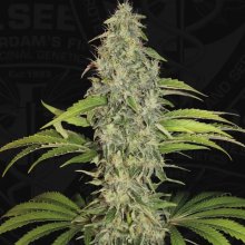 T.H. Seeds S.A.G.E. CBD - feminised