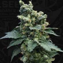 T.H. Seeds Sage N Sour - feminised