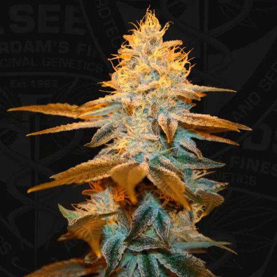 T.H. Seeds Strawberry Glue - feminised