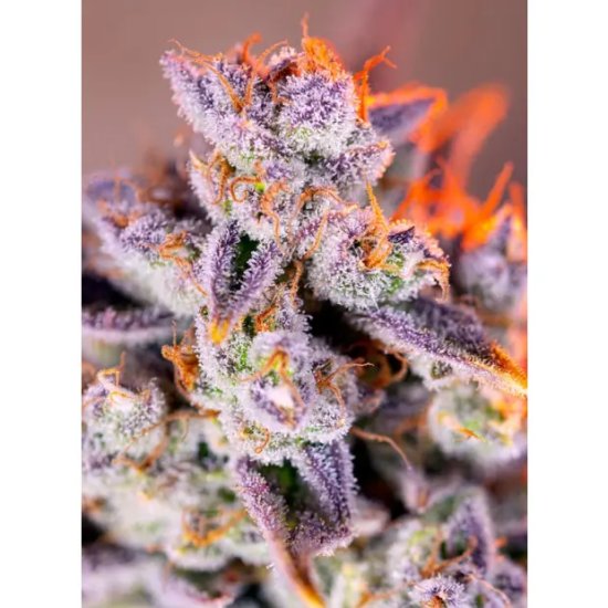 Trikoma Seeds AK-74 - feminised