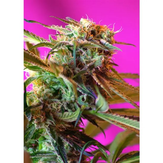 Trikoma Seeds AK-74 Auto - feminised