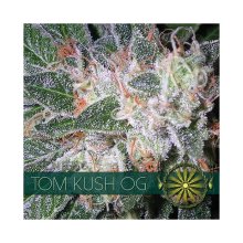 Trikoma Seeds Nicole OG Kush - feminised