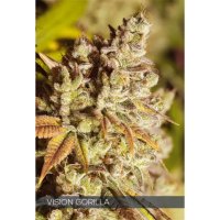 Trikoma Seeds Patagonia Auto - feminised