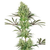 Trikoma Seeds Wendy Auto - feminised