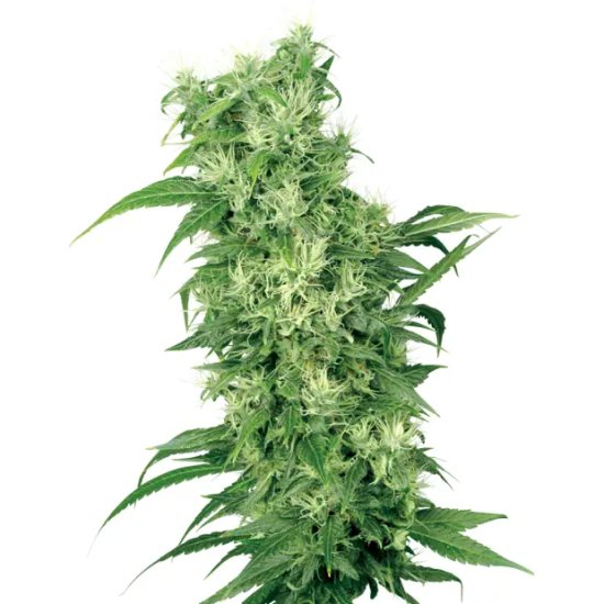 Trikoma Seeds White Widow - feminised