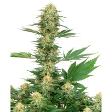 Trikoma Seeds White Widow Auto - feminised