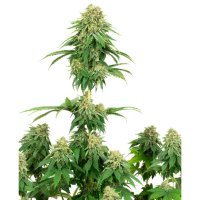 Trikoma Seeds White Widow CBD - feminised