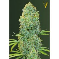 Victory Seeds Amnesia Haze - feminised