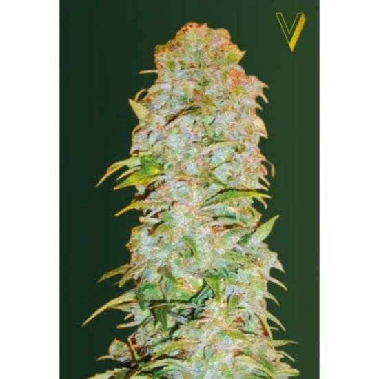 Victory Seeds Auto AK-77V - feminised