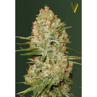 Victory Seeds Auto Amnesium - feminised