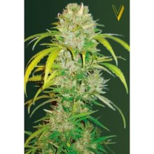 Victory Seeds Auto Big Angel - feminised