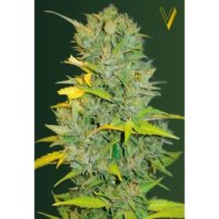 Victory Seeds Auto Biggest Bud - feminised