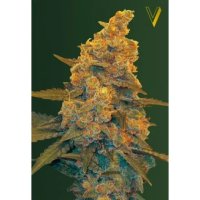 Victory Seeds Auto Blow Dream - feminised