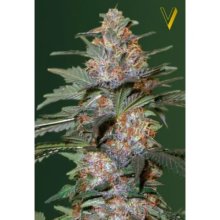 Victory Seeds Auto Caramelino - feminised