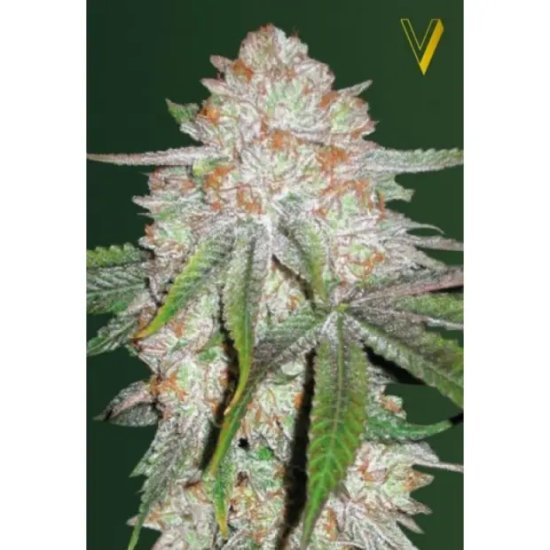 Victory Seeds Auto Chocodope - feminised