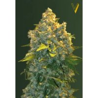 Victory Seeds Auto Chronic Monster XXL - feminised