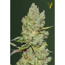 Victory Seeds Auto Critical - feminised