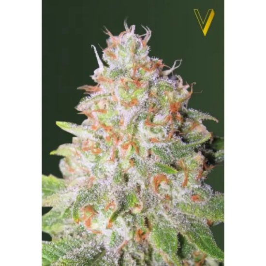 Victory Seeds Auto Green Wild Shark - feminised