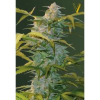 Victory Seeds Auto Heaven - feminised