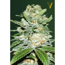 Victory Seeds Auto Jack Hammer - feminised