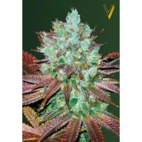 Victory Seeds Auto Nhl Diesel - feminised