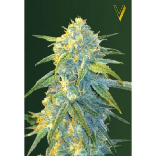 Victory Seeds Auto Northern Light - feminised