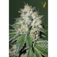 Victory Seeds Auto OG Kush - feminised