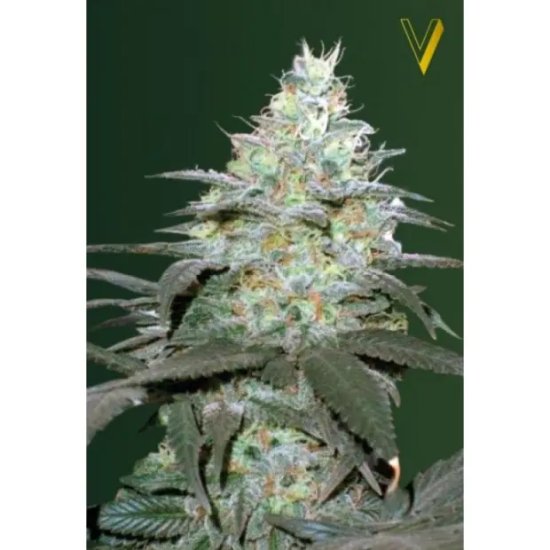 Victory Seeds Auto Original Berry - feminised