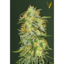 Victory Seeds Auto Original Limonade Skunk - feminised