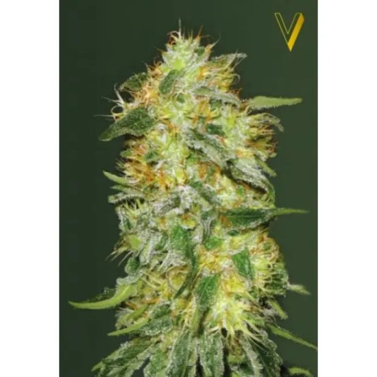 Victory Seeds Auto Original Limonade Skunk - feminised