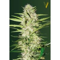 Victory Seeds Auto Parmesan - feminised