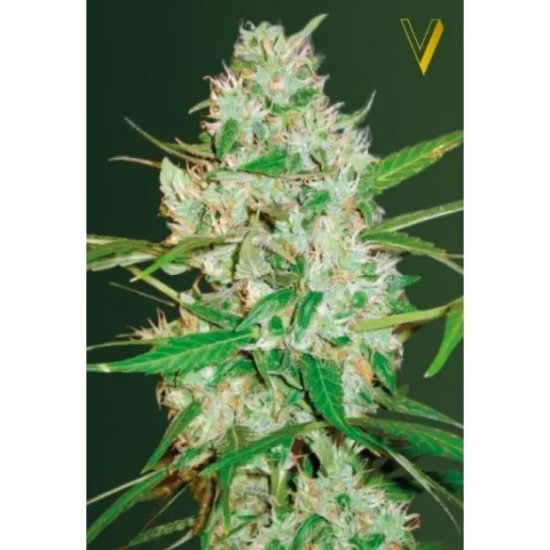 Victory Seeds Auto Red Russian XXL - feminised