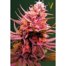 Victory Seeds Auto Seemango - feminised