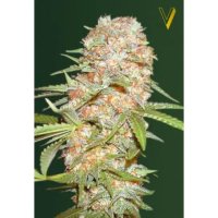 Victory Seeds Auto Super Extra Skunk - feminised