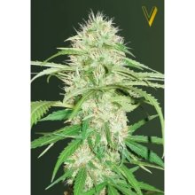 Victory Seeds Auto Super Mazar - feminised