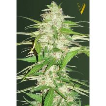 Victory Seeds Auto Ultra Power Plant - feminised