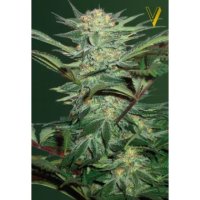 Victory Seeds Auto White Widow - feminised