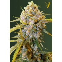 Victory Seeds Biggest Bud - feminised