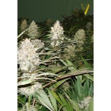 Victory Seeds Bubblegum+ Pro - feminised