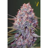 Victory Seeds Caramelino - feminised