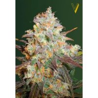 Victory Seeds Chocodope - feminised