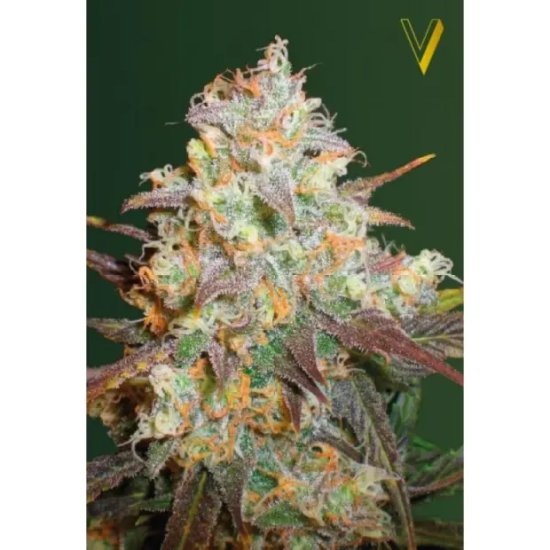 Victory Seeds Chocodope - feminised