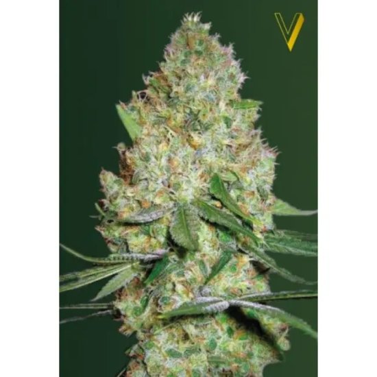 Victory Seeds Chronic Monster XXL - feminised