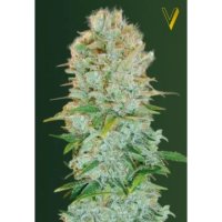 Victory Seeds Critical - feminised