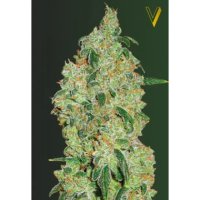 Victory Seeds Green Wild Shark - feminised