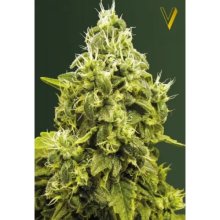 Victory Seeds Jack Hammer - feminised