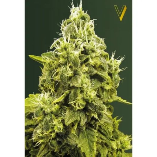 Victory Seeds Jack Hammer - feminised