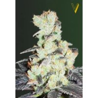 Victory Seeds Nhl Diesel - feminised