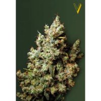 Victory Seeds Northern Light - feminised