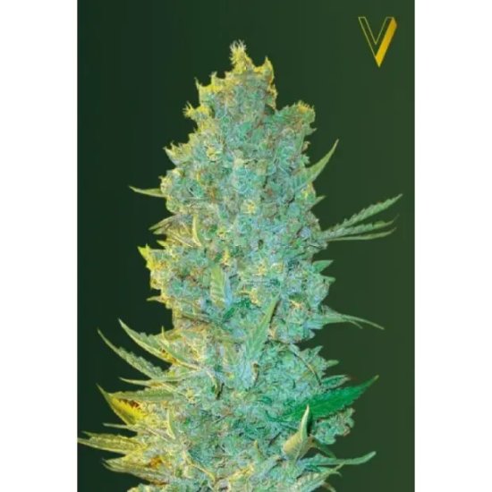 Victory Seeds OG Kush - feminised